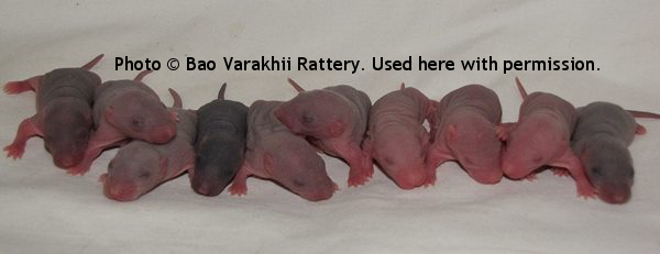 Whole Litter, 5 day old