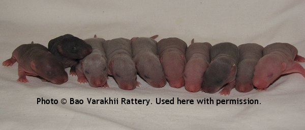 Whole Litter, 7 day old