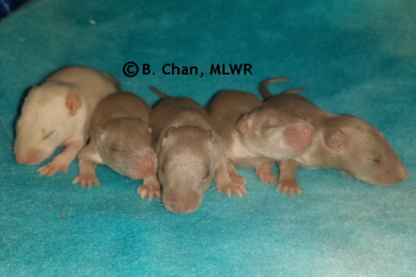 Boys - Day 12