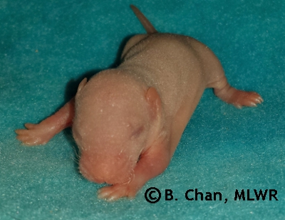 MLWR Chaya - 6 days