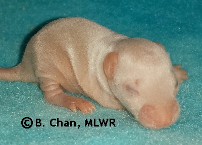 MLWR Chaya - 9 days