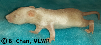 MLWR Chaya - 14 days