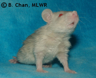 MLWR Chaya - 21 days