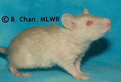 MLWR Chaya - 27 days