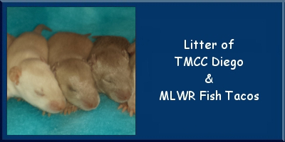 Litter of Diego and Fishy