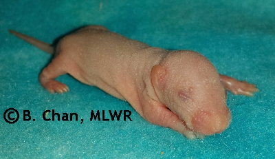 MLWR Kibis - 6 days