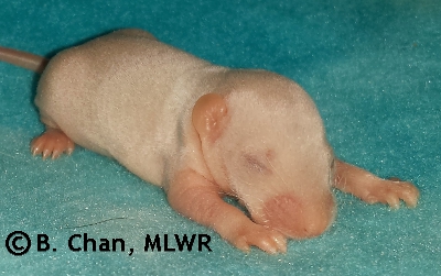 MLWR Kibis - 9 days