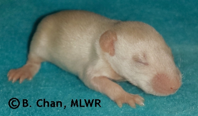 MLWR Kibis - 12 days