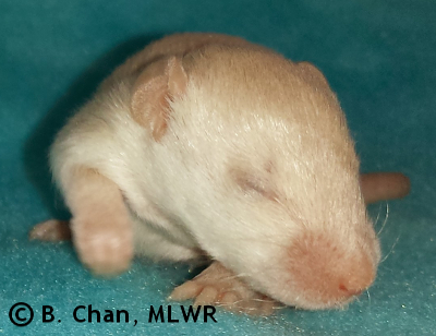 MLWR Kibis - 14 days