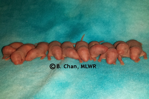 Whole Litter - Day 1