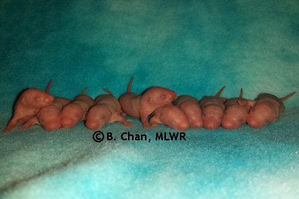 Whole Litter - Day 2