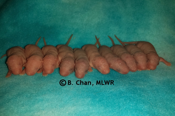 Whole Litter - Day 3