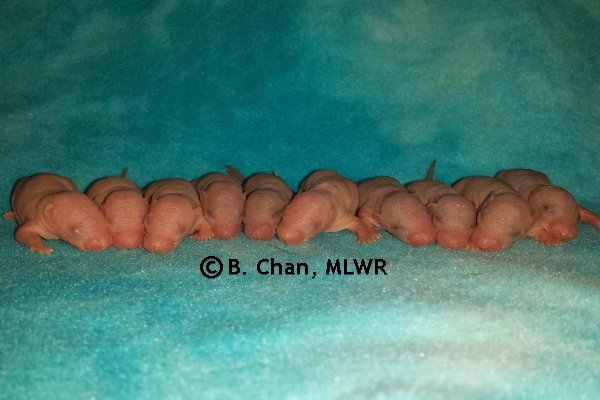 Whole Litter - Day 4