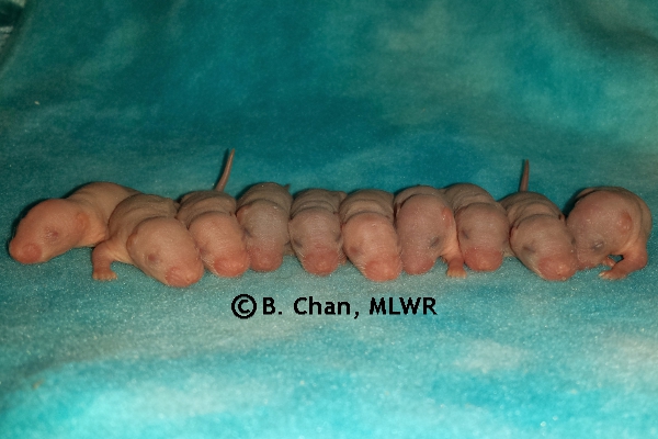 Whole Litter - Day 5