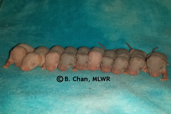 Whole Litter - Day 7