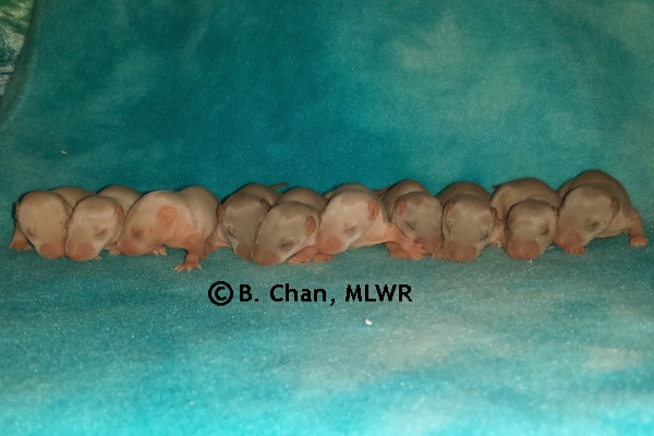 Whole Litter - Day 9