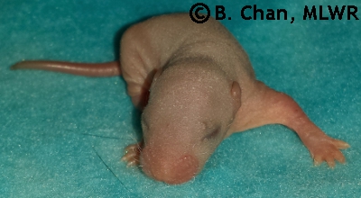 MLWR Marquesita - 6 days