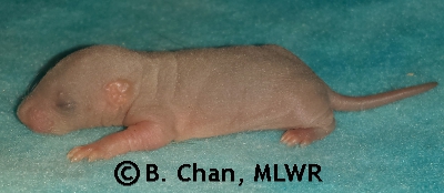 MLWR Marquesita - 7 days