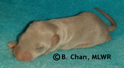 MLWR Marquesita - 9 days
