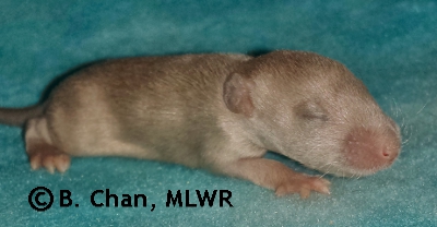 MLWR Marquesita - 12 days