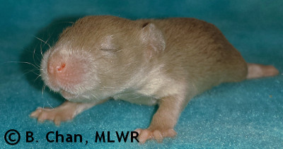 MLWR Marquesita - 14 days
