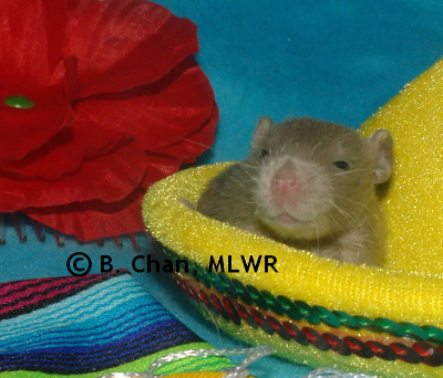 MLWR Marquesita - 16 days