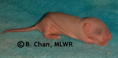 MLWR Panuchos - 6 days