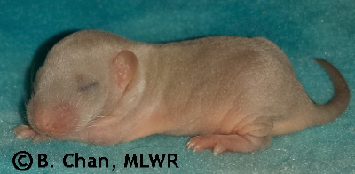 MLWR Panuchos - 9 days