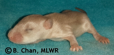 MLWR Panuchos - 12 days