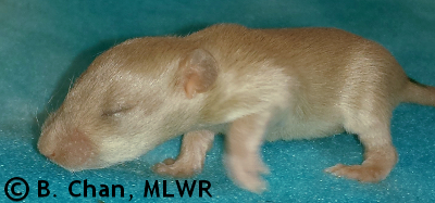 MLWR Panuchos - 14 days