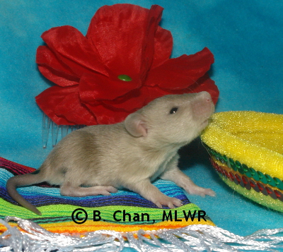 MLWR Panuchos - 16 days