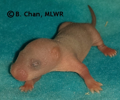 MLWR Poc Chuc - 6 days
