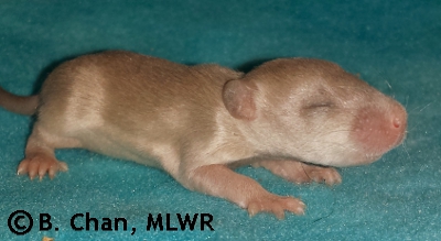 MLWR Poc Chuc - 12 days