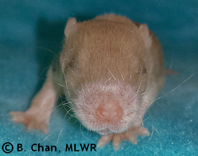 MLWR Poc Chuc - 14 days
