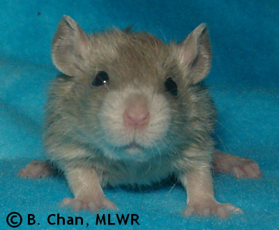 MLWR Poc Chuc - 21 days