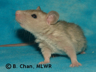 MLWR Poc Chuc - 27 days