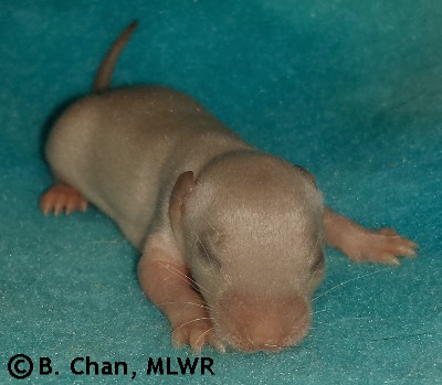 MLWR Polverones - 9 days