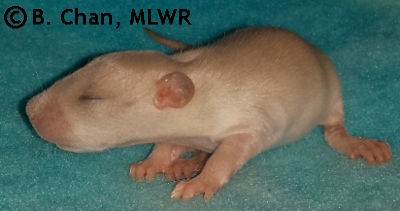MLWR Polverones - 12 days