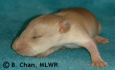 MLWR Polverones - 14 days