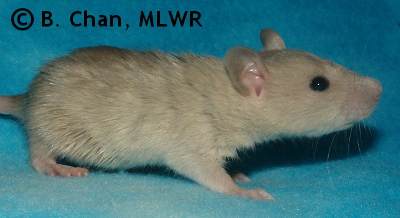 MLWR Polverones - 21 days