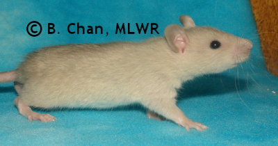MLWR Polverones - 27 days