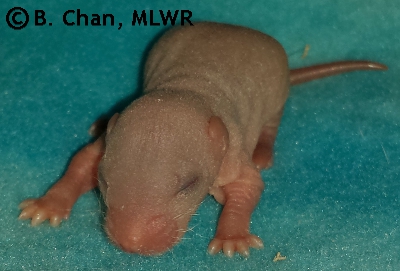 MLWR Queso Rellano - 6 days
