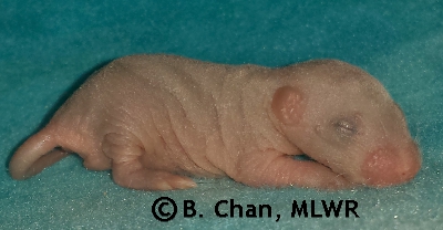 MLWR Queso Rellano - 7 days