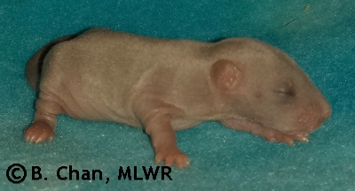 MLWR Queso Rellano - 9 days