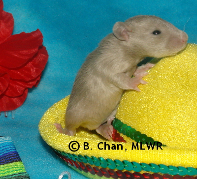 MLWR Queso Rellano - 16 days