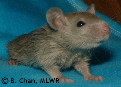 MLWR Queso Rellano - 21 days