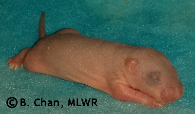 MLWR Xtabentún - 6 days