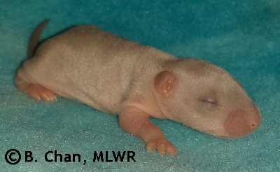 MLWR Xtabentún - 9 days