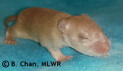 MLWR Xtabentún - 14 days