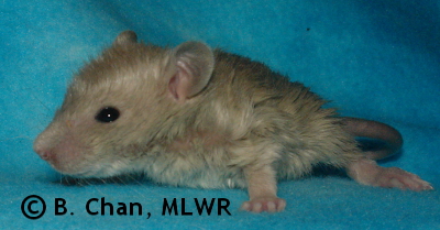 MLWR Xtabentún - 21 days
